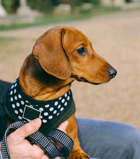 best harness for a mini dachshund|harness for miniature dachshund puppy.